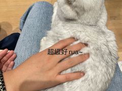 -是阿柴呀！柴犬咖啡·爱喵喵猫咖