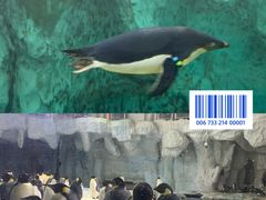 -珠海长隆海洋王国