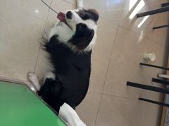-瑞鹏·疫苗·绝育·宠物医院(金沙洲店)