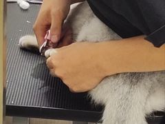 -钦宠·猫咪售卖·洗护·寄养(东圃旗舰店)