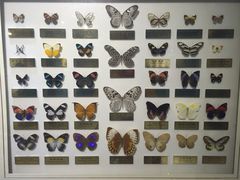 上海昆虫博物馆-上海昆虫博物馆