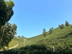 -帐篷客·溪龙茶谷度假酒店