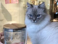 -喵喵咪呀布偶猫咖(春熙路店)