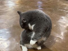 -猫猫幼稚园·撸猫·桌游·电玩