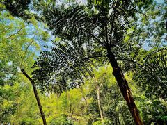 -中国科学院西双版纳热带植物园