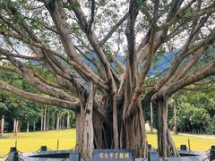 -深圳仙湖植物园
