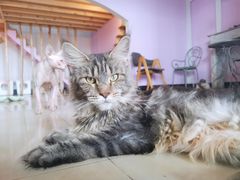 -70cat德文卷毛猫·缅因猫纯种猫舍