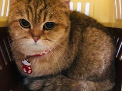 -伟伟宠物医院·CT影像中心·瑞派犬猫综合性门诊(汉口总院)