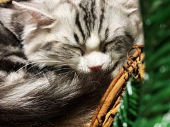 -飞行喵MR PILOT|猫舍·猫咖(静安大融城店)