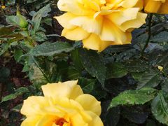 -人民公园(罗湖区)