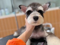 -爱宠屋pet shop·宠物洗澡·宠物美容