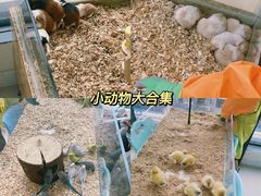 -怪兽屋·羊驼·猫咖·狗咖(俊华广场店)