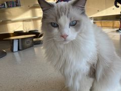 -飞行喵MR PILOT|猫舍·猫咖(静安大融城店)