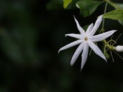 -上海辰山植物园