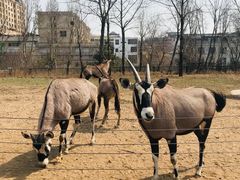 -大连森林动物园