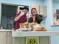 -北京观赏动物医院·24小时大型综合·猫专科·异宠专科