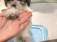 -momokira米努特·德文卷毛猫·棉花面纱犬