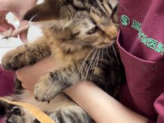-瑞派康怡24h宠物医院·犬猫医疗中心·微创绝育(瑞景分院)
