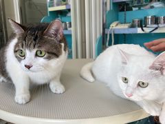 -北京观赏动物医院·24小时大型综合·猫专科·异宠专科