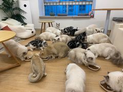 -有喵·猫咖·狗咖·30几只猫10只小狗(岗厦店)