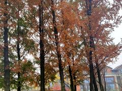 -铁山坪森林公园