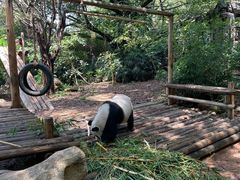 -深圳野生动物园