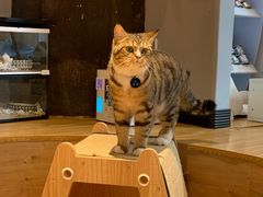 -啵啵喵·猫咖(攀华国际店)