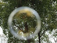 -金花茶公园
