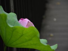 -陈家山荷花公园