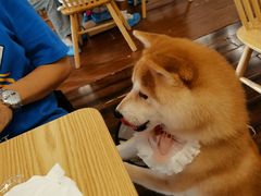 -豆柴町-柴犬主题狗咖(红鼎国际C座店)