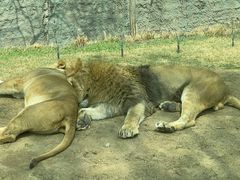 -北京野生动物园