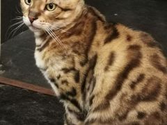-猫友咖啡店(玉林西路店)