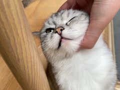 -猫咪派对(江南西店)