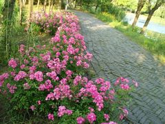 -高子水居