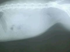 -佳怡动物医院·平价24小时·猫专科骨外科