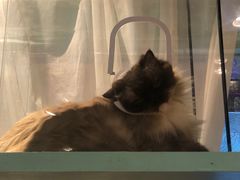 -猫小院猫主题餐厅(三里屯店)