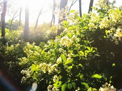 -大兴滨河森林公园