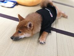 -逗柴咖啡屋·狗咖猫咖宠物桌游