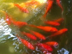 景点-景山公园