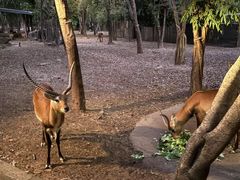 -清迈夜间动物园