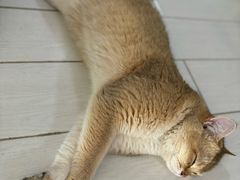 -联合动物医院(光谷诊疗中心)