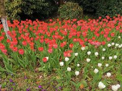 -西湖外事游船(花港观鱼码头)