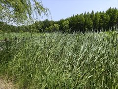 -溱湖国家湿地公园