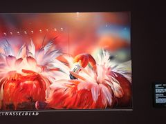 -罗红摄影艺术馆