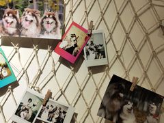 -Let's go狗咖·猫咖·奶狗·桌游(春熙路IFS店)