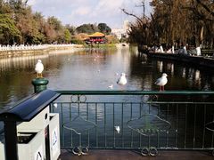 -MAP CHA普洱茶馆(翠湖店)