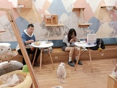 -滚猫咖啡·猫咖·猫友好撸猫(未来城店)