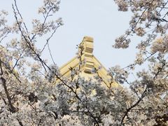 -武汉大学-樱园