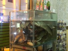 -煲来饱去冷水鱼
