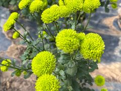 -贵州省植物园